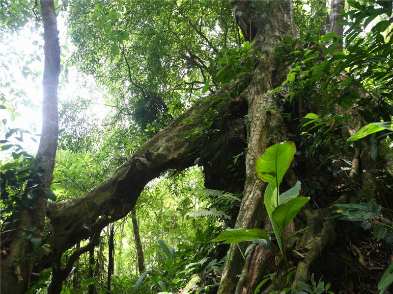 熱帶雨林探險一日游