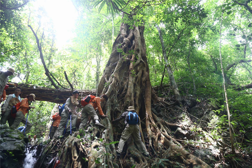 千龍山熱帶雨林探險